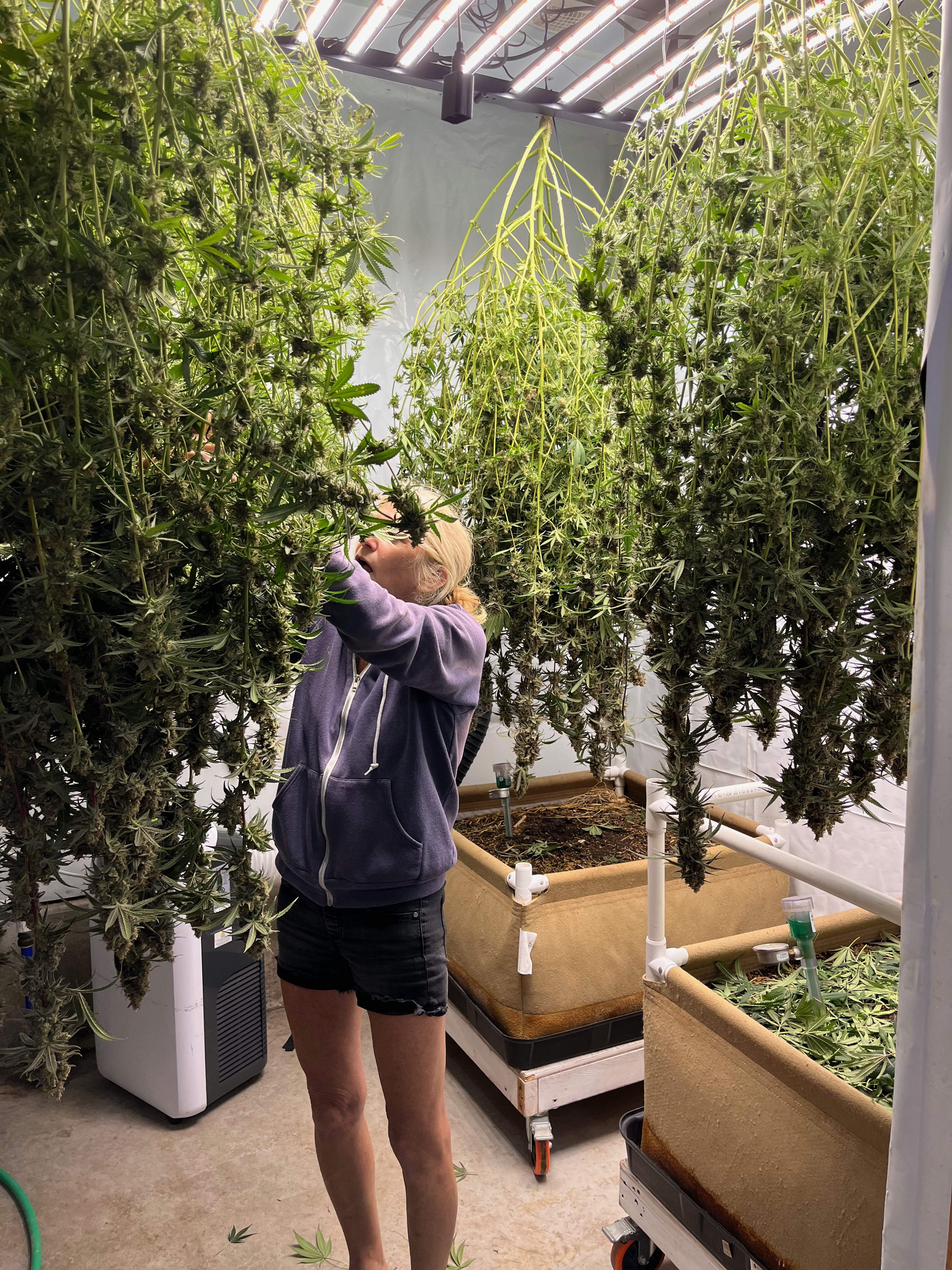 Growing Under the Right Light – From Purple Glow to True Color