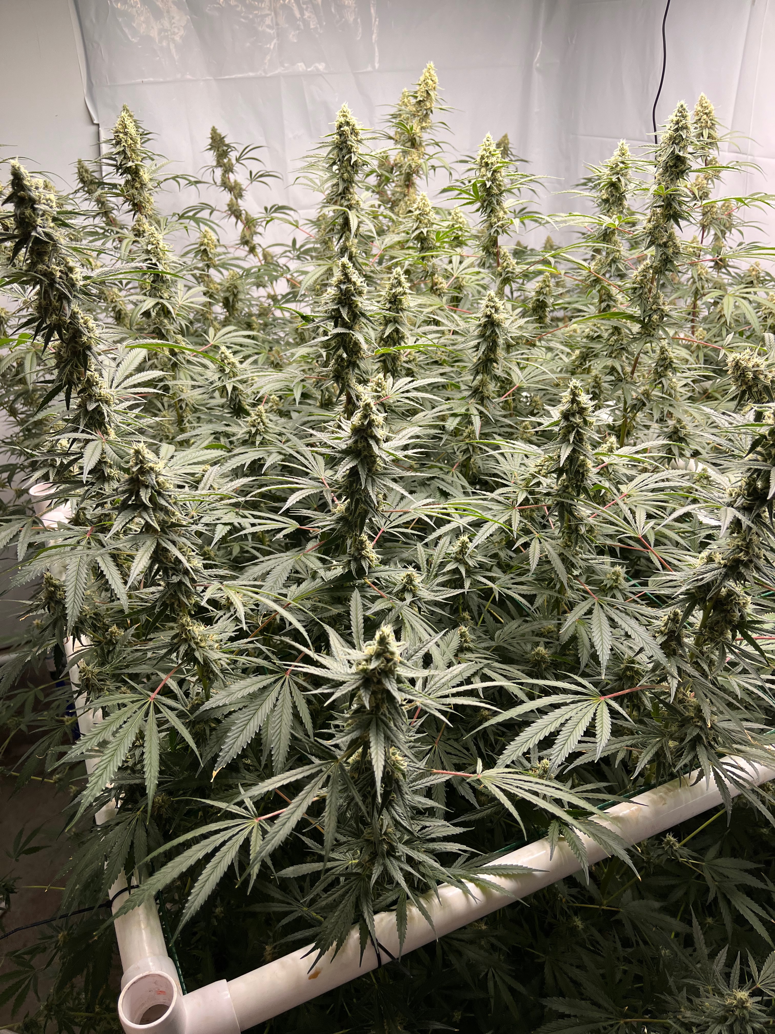More images for Growing Under the Right Light – From Purple Glow to True Color