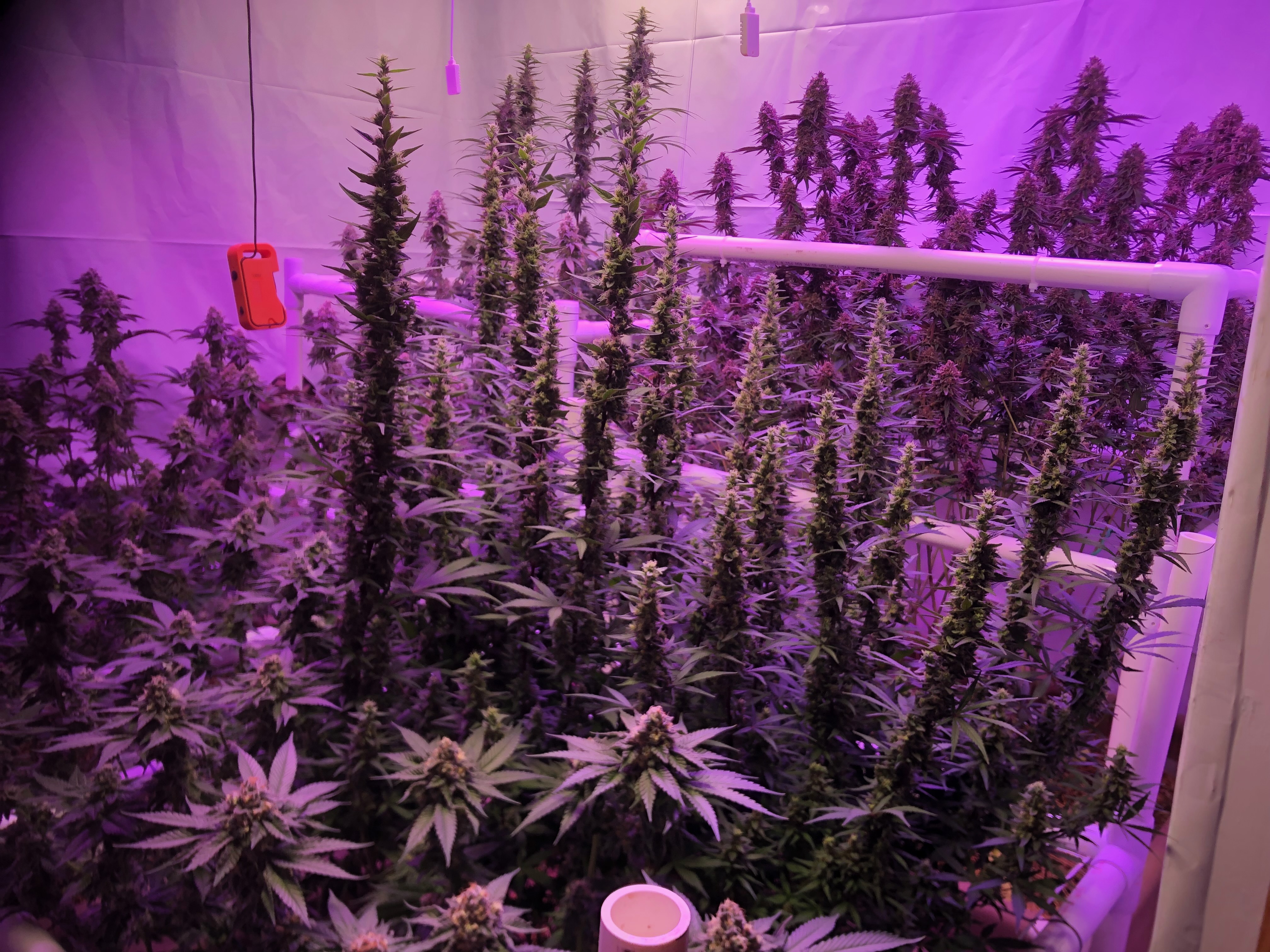 More images for Growing Under the Right Light – From Purple Glow to True Color