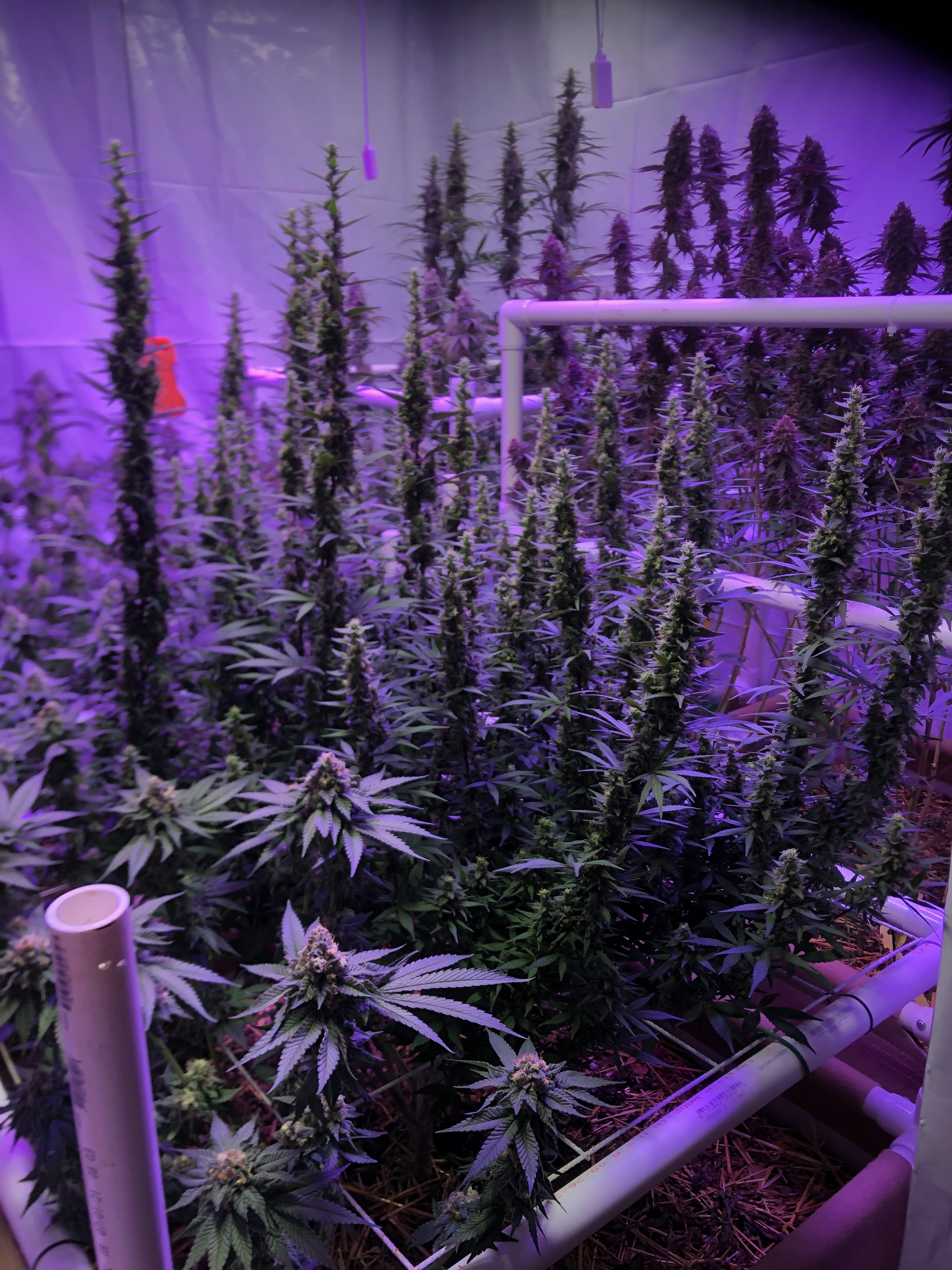 More images for Growing Under the Right Light – From Purple Glow to True Color